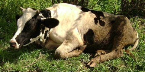 Acidoza goveda: šta je to, liječenje