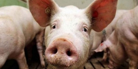 Simptomi afričke svinjske kuge