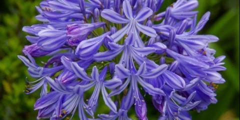 Agapantus: sadnja i njega na otvorenom polju