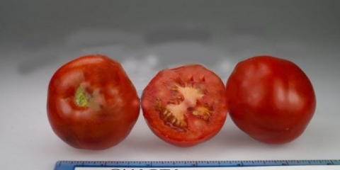 Agrotehnika paradajz shasta f1