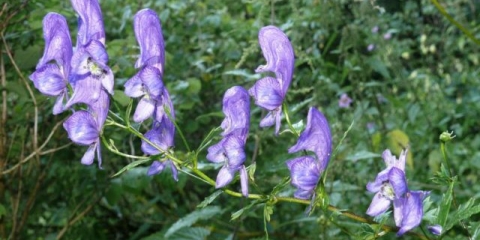 Akonit (rvač) bijelousti: fotografija i opis, primjena