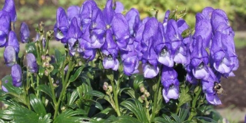 Fisherov akonit: fotografija i opis