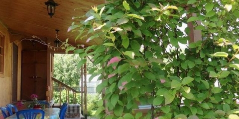 Aktinidija: sadnja i njega