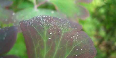 Aquilegia: sadnja i njega na otvorenom polju