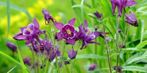 Aquilegia (sliv): fotografija cvijeća u cvjetnjaku i u vrtu