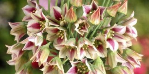 Allium dekorativni bugarski (luk): fotografija, opis i uzgoj