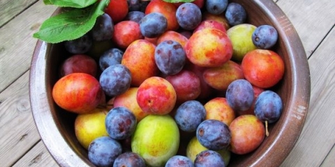 Trešnja i šljiva - koja je razlika?