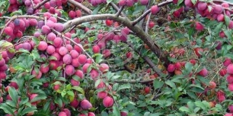 Kubanska kometa trešnje šljive