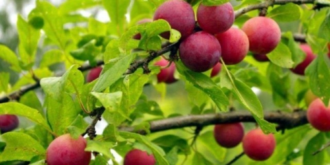 Šator od trešnje: opis, fotografija, sadnja i njega, da li je moguće oprašiti kraljevsku šljivu