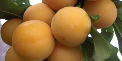 Višnja (šljiva) kraljevska