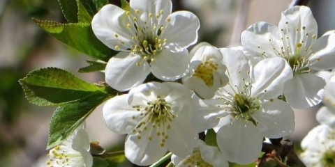 Trešnja (šljiva) putnik