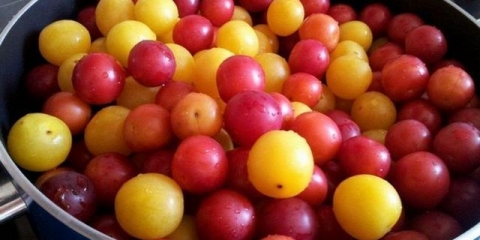 Trešnja u sibiru, sorte, uzgoj