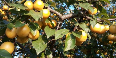 Žuti oslić trešnje šljive: opis ruske šljive, fotografija, sadnja i njega