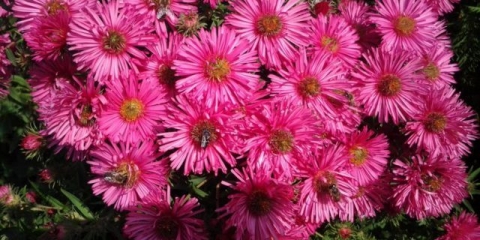 Američka (nova engleska) astra: sadnja i njega, uzgoj