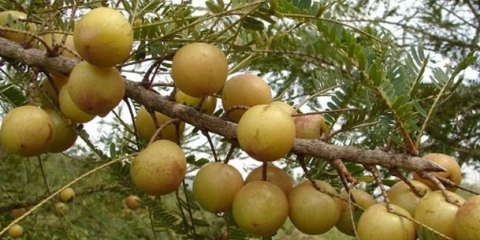 Indijski ogrozd amla: korisna svojstva, upotreba u kozmetologiji, tradicionalnoj medicini