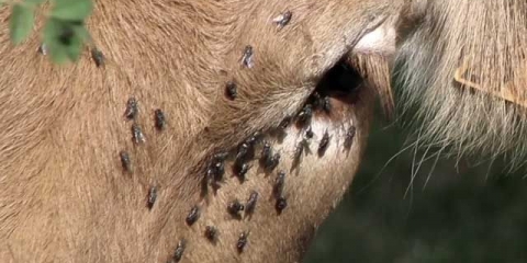 Anaplazmoza kod goveda