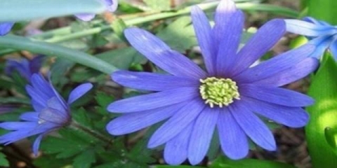 Anemone blanda: sadnja i njega