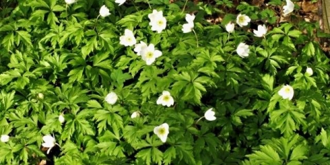 Hrast anemone: fotografija, sadnja i njega