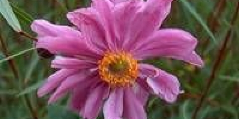 Anemone prince henry - sletanje i njega