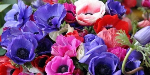 Anemone: uzgoj i njega na otvorenom polju