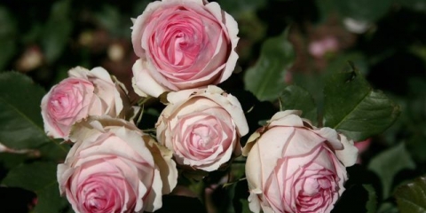 Engleska hibridna čajna ruža piling prva dama (prva dama)