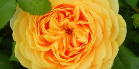 Engleska park ruža graham tomas (graham thomas): opis, sadnja i njega