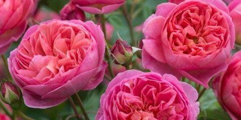 Engleska park ruža austin boscobel (boscobel): opis, fotografija, recenzije