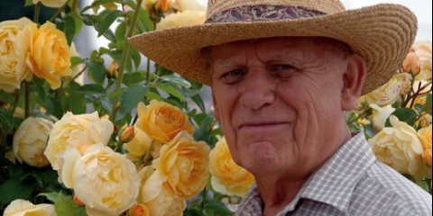 Engleska park ruža austin crocus ruža (crocus ruža)