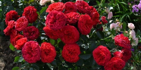 Engleski božur grm ruža crveni klavir (crveni klavir)