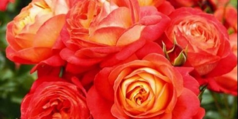 Engleska ruža penjačica floribunda sredina ljeta (srednje ljeto)