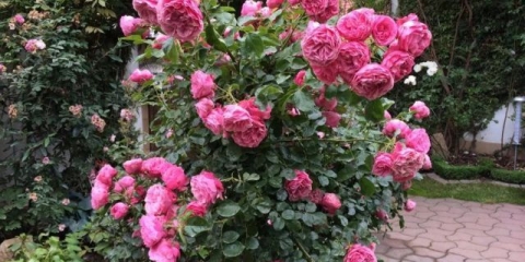 Engleska polyanthus ruža floribunda leonardo da vinci (leonardo da vinci)