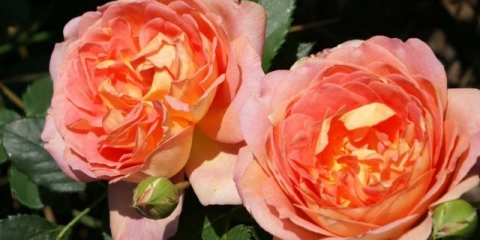 Engleska ruža lady of shalott (lady of shalott): fotografija i opis sorte