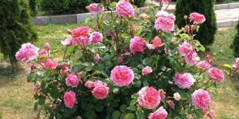 Engleska ruža princeza aleksandra od kenta (princeza aleksandra od kenta)