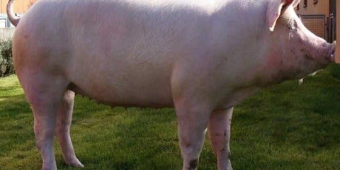 Engleske pasmine jorkširskih svinja i njihove karakteristične karakteristike pasmine od velikih bijelih