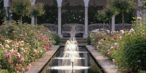 Engleske ruže u dizajnu vrta + fotografija