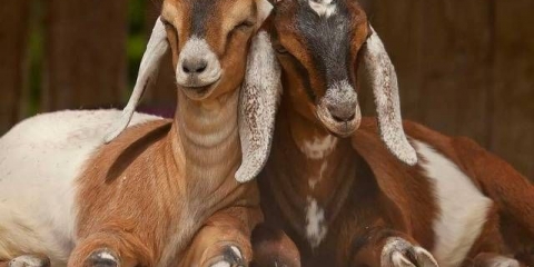 Anglo-nubijska pasmina koza: držanje i ishrana