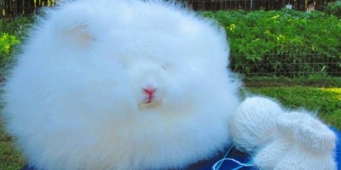 Angorski ukrasni zec