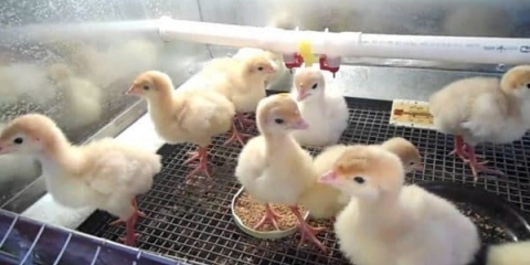 Antibiotici za ćurke i vitamini - kako davati