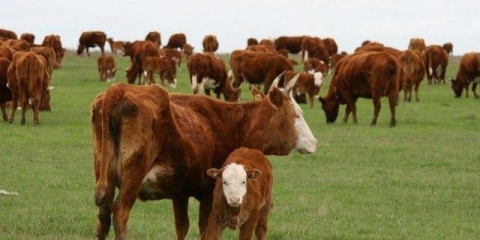 Antibiotici za krave