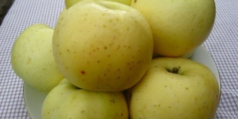 Antonovka - stablo jabuke, opis zlatnih i običnih jabuka