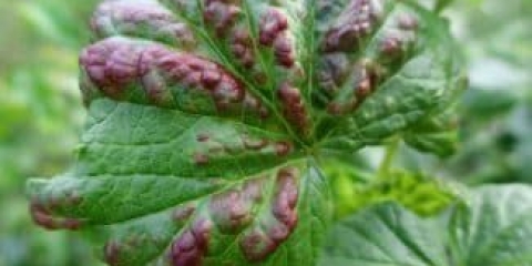 Antraknoza ribizle - liječenje i preparati, kako liječiti crvene mrlje na listovima