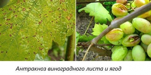 Antraknoza grožđa - liječenje narodnim lijekovima, mjere suzbijanja i preparati