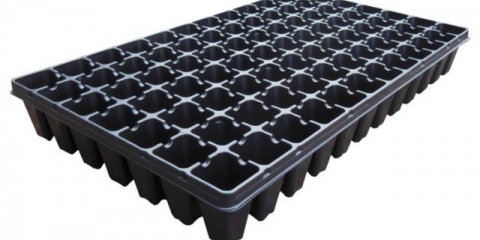 Arabis višegodišnja (sunčani zeko): fotografija, raste iz sjemena, kada saditi