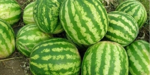 Lubenica karistan f1