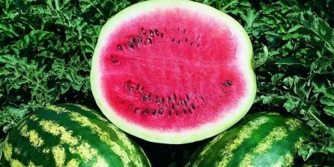 Lubenica grimizno slatka