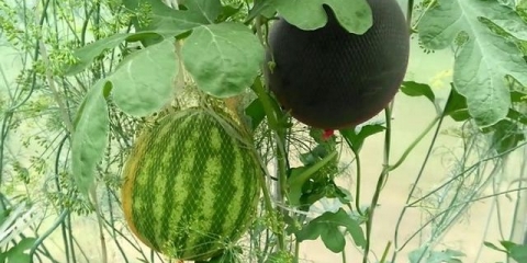 Lubenica šećer beba