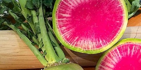 Lubenica rotkvica: opis, fotografija, recenzije