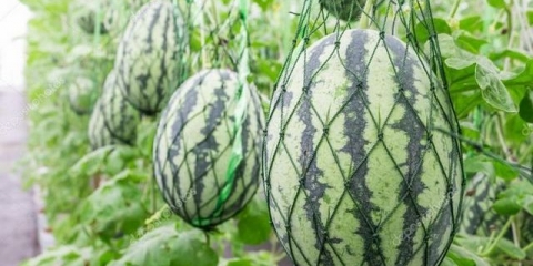 Lubenice - sadnja i njega u stakleniku od polikarbonata