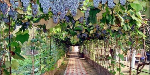 Luk za grožđe, podupirač uradi sam od plastičnih cijevi ili profilne cijevi