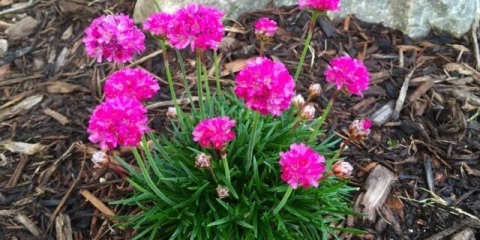 Morska armeria: sadnja i njega, fotografija